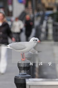 按揭贷款 逾期罚金
